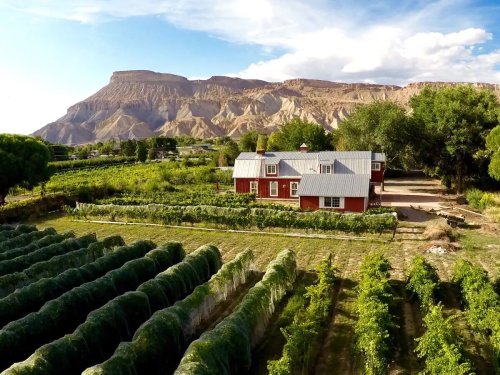 You Can Now Browse All the Vineyards Available on Airbnb, and These Have Us Booking a Trip Already