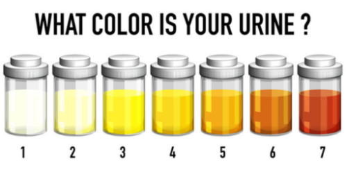 7 Different Pee Colors and What They Could Mean, Explained by a Doctor – Matador Creators