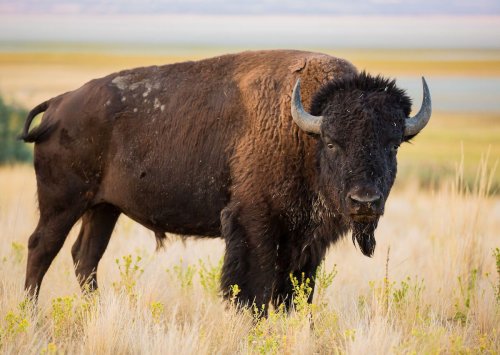 The American Prairie Reserve Brings Back Biodiversity to the Great Plains