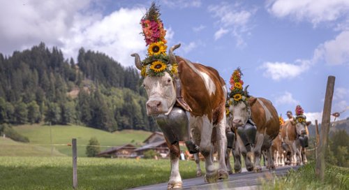 In Switzerland, Cows Parade Down Mountains in Flower Crowns