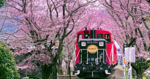 This 25-Minute Train Ride Is the Most Romantic Way to See Japan’s Cherry Blossoms