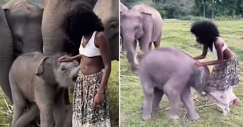Watch: This Adorable Baby Elephant Playing With Tourists Is the Cutest Thing You’ll See Today