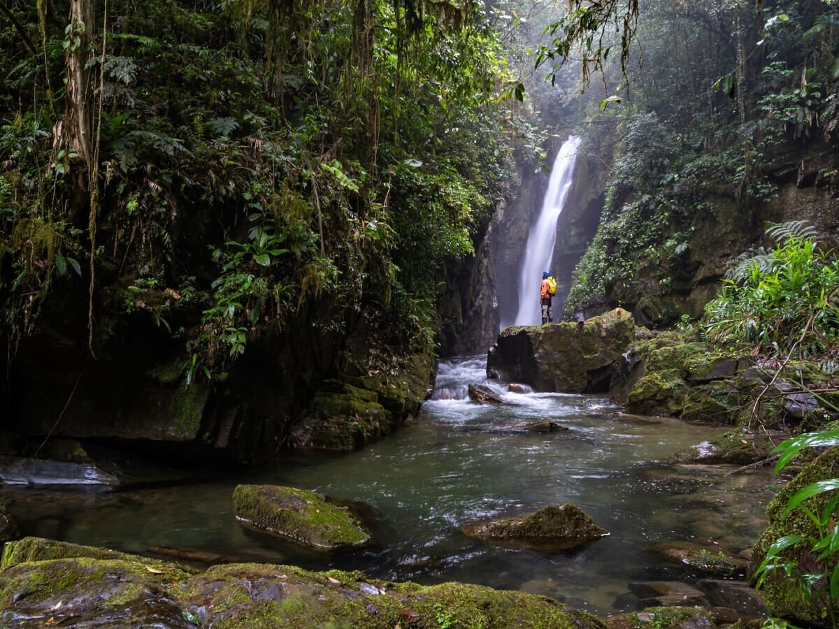 Bucket-List Vacations to Immerse Yourself in Forests Around the World - cover