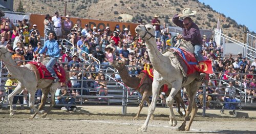 Watch People Race Camels, Ostriches, and Zebras at This Wild Small-Town Nevada Event