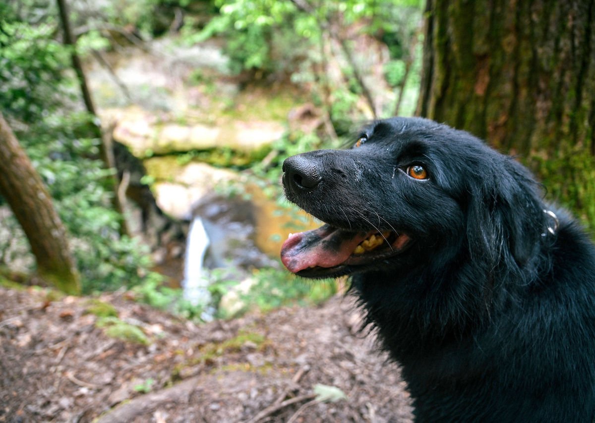The 7 Best US National Parks To Experience With Your Dog