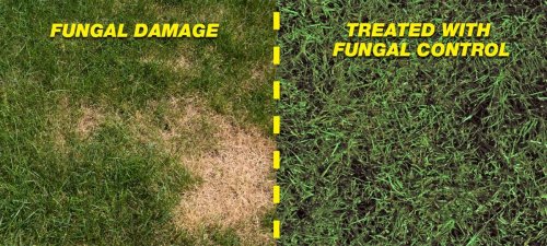 How Do Fungicides For Lawns Work?