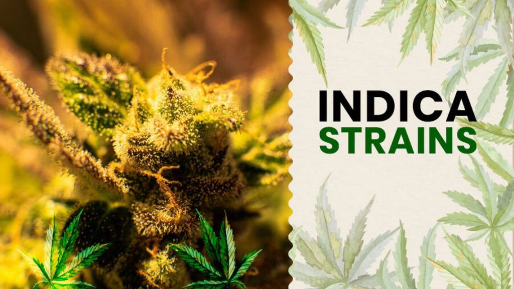 California Marijuana News - cover