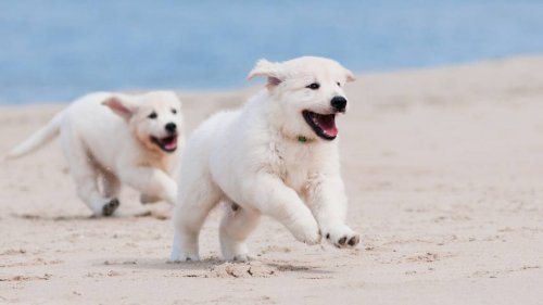 Moment Dogs Bump Into Their Mom on the Beach for First Time Since Separated