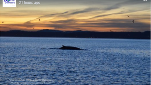 ‘Mystery whale’ spotted in Washington’s Puget Sound is one of the world’s longest