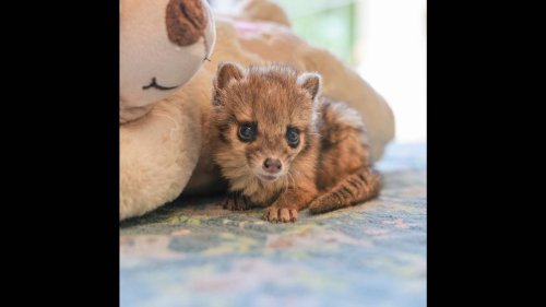What’s a fanaloka? Nashville Zoo celebrates first one ever born in the US