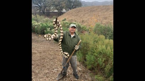 Man spots huge snake slithering onto road — and comes to its rescue in California