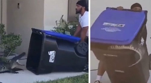 The nail-biting moment one man chose to capture an inquisitive alligator with a trash can