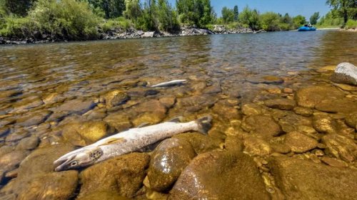 FWP will investigate the drop in fish populations in the Jefferson River system further