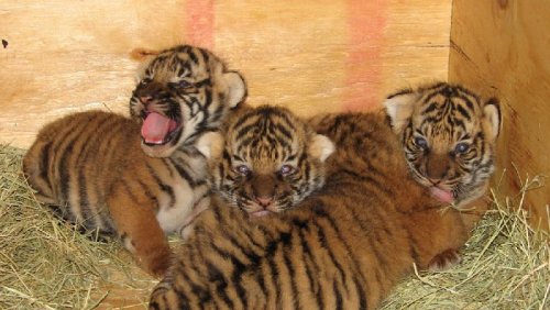 Three tiger cubs born at Little Rock Zoo