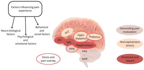 Psycho-Neuroendocrinology in the Rehabilitation Field: Focus on the Complex Interplay between Stress and Pain