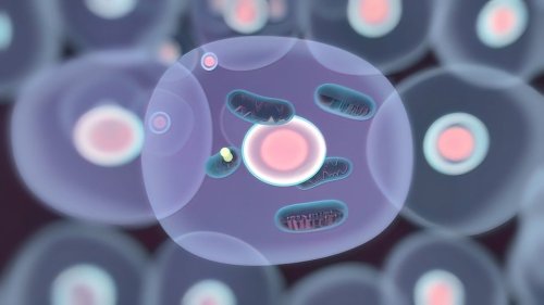 FLI Jena: Dieses Protein hält Mitochondrien gesund und beeinflusst damit das Altern