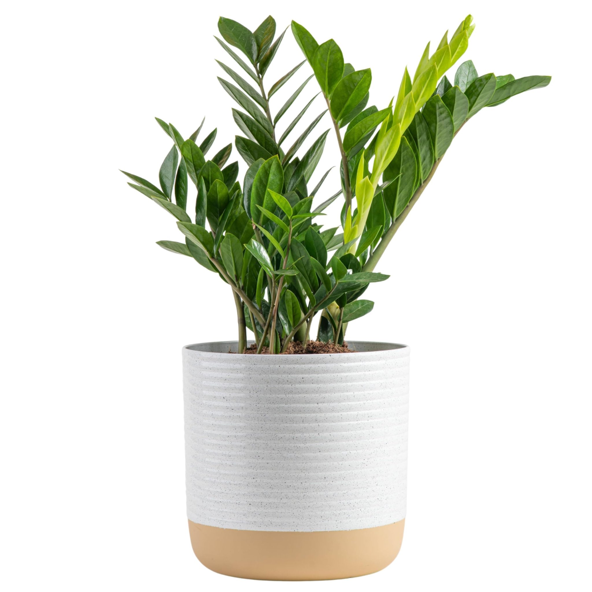 Costa Farms ZZ Plant, Live Indoor Houseplant in Modern Decor Planter, Natural Air Purifier in Potting Soil, Gift for Plant Lovers, Birthday Gift, Tabletop Living Room Decor, Desk Decor, 22-Inches Tall