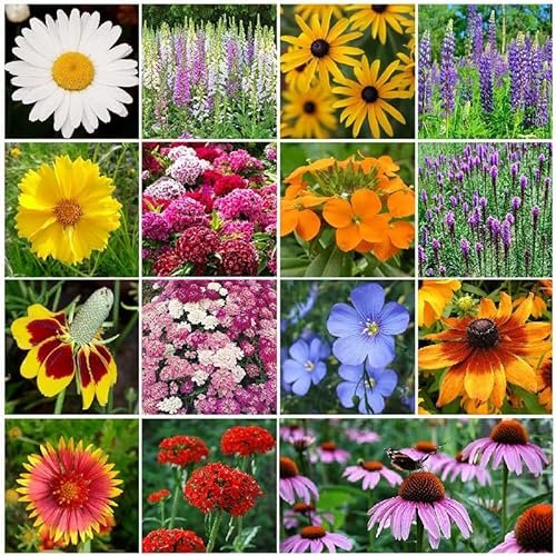 Perennial Wildflower Seed Mix