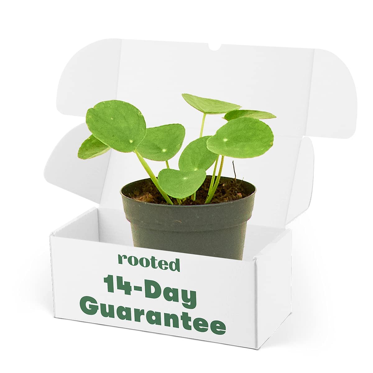 Rooted Chinese Money Plant, Pilea Peperomioides, Live, Live Indoor, Home Decor, Easy to Grow, Easy to Care, Outdoor Garden and Low Maintenance Houseplant (4")