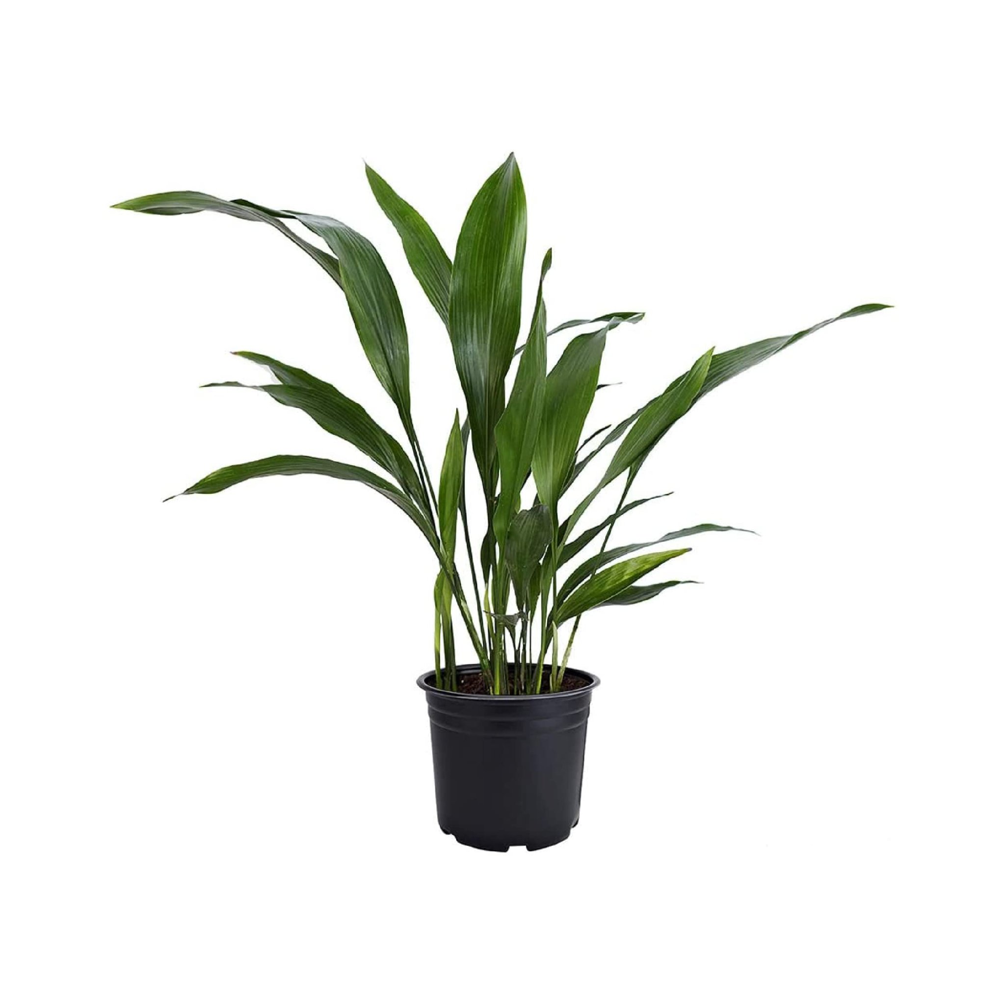 American Plant Exchange Cast Iron Plant, 6-Inch Pot, Live Indoor Houseplant, Easy to Grow, Real Plant for Home & Office Decor, Thrives on Neglect
