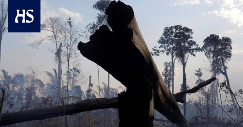 Sademetsät | Brasilian metsäpalojen jälkeen vuoden 2020 piti olla käännekohta, mutta sademetsien kato kiihtyi: Viime vuonna sademetsiä tuhoutui Hollannin kokoinen alue