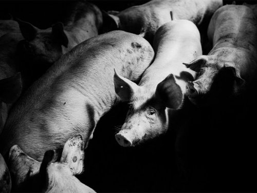 MRSA resilience may be due to 'repeated spillover' from pigs