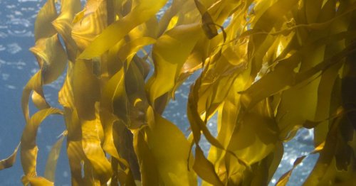 Seaweed extract may help design new drugs