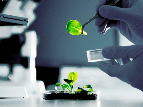 What role do micronutrients play in neurological health?