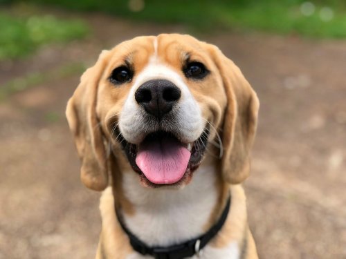 Pets May Not Provide a Mental Benefit, According to Science