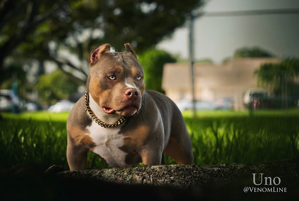 TOP AMERICAN BULLY BLOODLINE: VENOMLINE