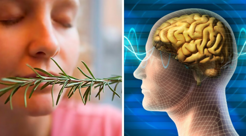 Sniffing Rosemary Can Increase Memory by 75%, Study Finds
