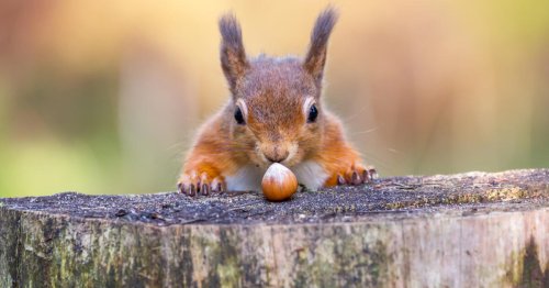 Eichhörnchen füttern: Was brauchen sie wirklich?
