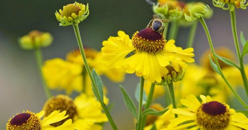Bienenfreundliche Stauden