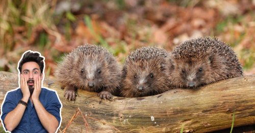 Igel füttern: 3 gefährliche Fehler