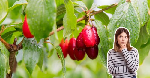 Kornelkirsche: Kann man die Früchte essen?