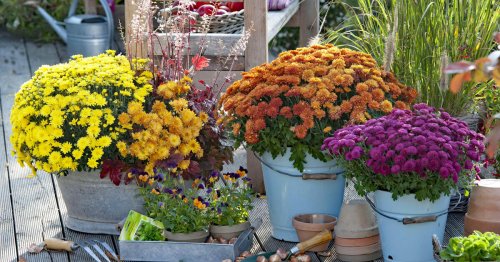 Chrysanthemen im Topf: 5 wichtige Pflegetipps