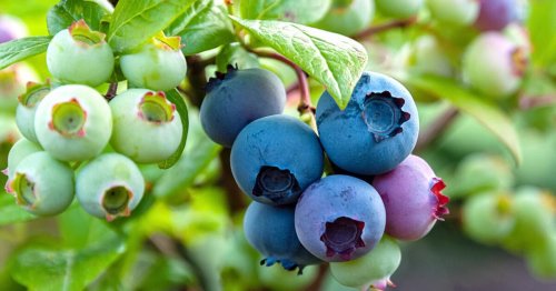 Blaubeeren: 10 Tipps für eine gute Ernte