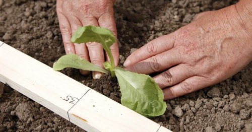 Endiviensalat pflanzen: 3 Experten-Tipps