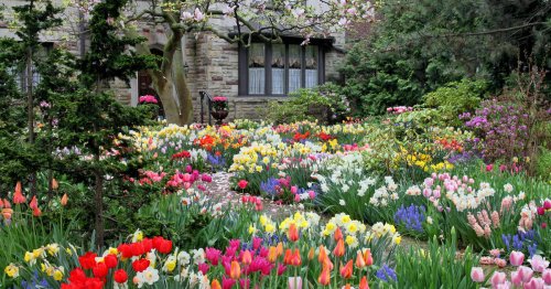 6 tolle Pflanzideen mit Blumenzwiebeln