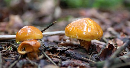 3 Pilze, die Sie jetzt im Wald sammeln können