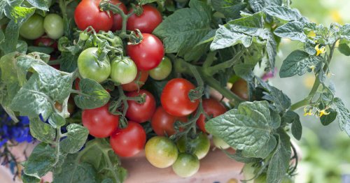 Tomaten im Topf: Die 3 größten Anbaufehler