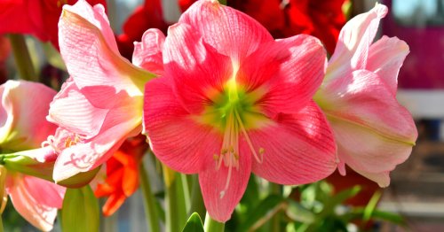 Amaryllis-Pflege: 3 Profi-Tipps für tolle Blüten