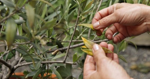 Der Olivenbaum verliert Blätter? Das sind die Ursachen