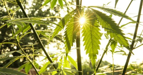 5 Tipps für den Hanf-Anbau