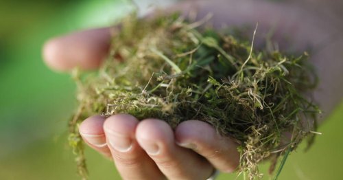 Moos dauerhaft entfernen: So wird Ihr Rasen wieder schön