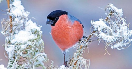 Vögel im Winter: So überstehen sie den Kälteeinbruch