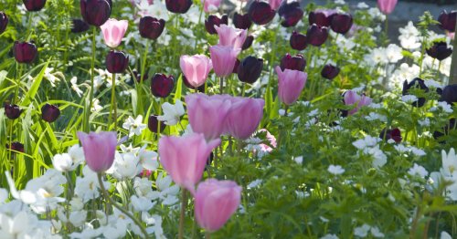 6 tolle Pflanzideen mit Blumenzwiebeln