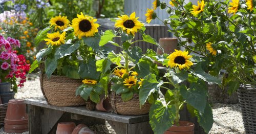 Sonnenblumen im Topf: Das müssen Sie beachten