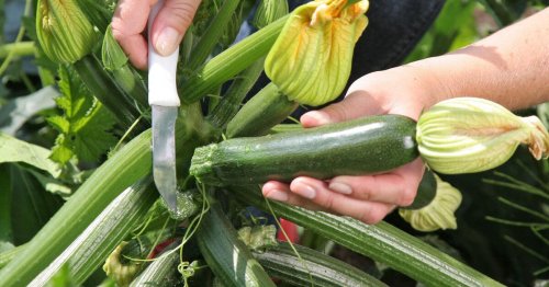 Zucchini anbauen: 3 Dinge, die oft falsch gemacht werden