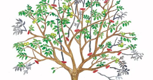 Walnussbaum schneiden: So wird’s gemacht